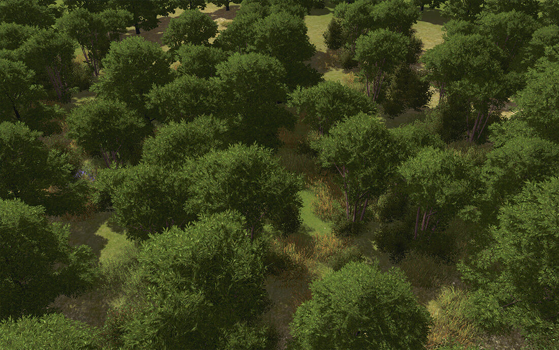 a nature scene with trees and grass